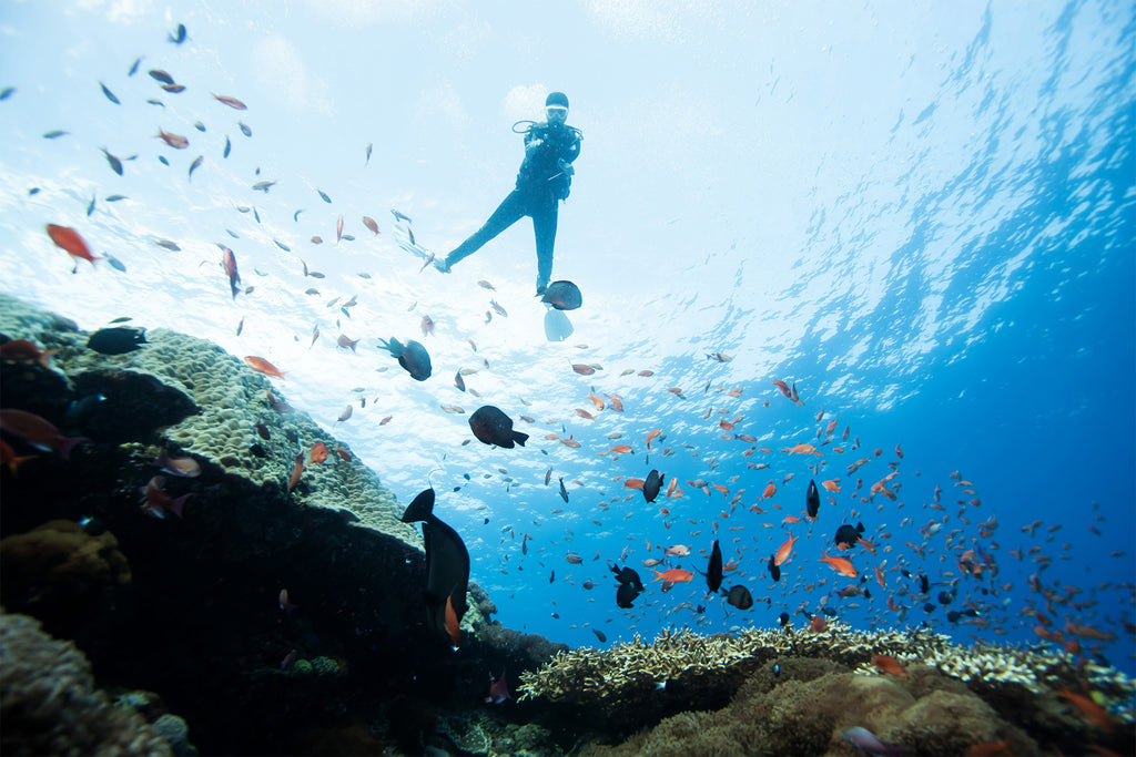 Diving Safely with Marine Wildlife: Do's and Don'ts